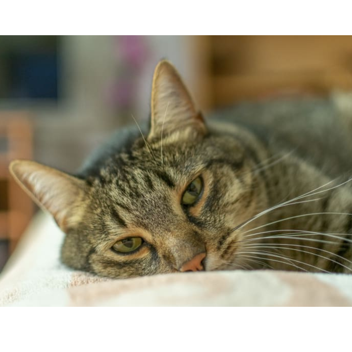 What to do if your pet is poisoned