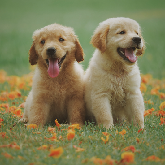 Labrador Retriever Care Guide